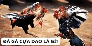 Giới thiệu về đá gà cựa dao